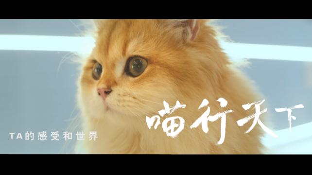 喵行天下，與NI解鎖新體驗(yàn)